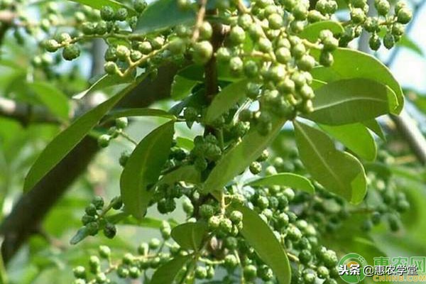 花椒可以在什么地方种植,花椒可以自己育苗吗