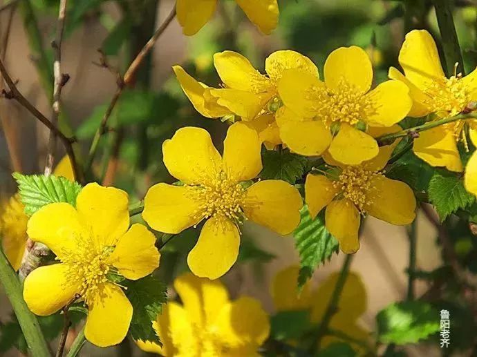 看到花的时候,不知是什么花?那就收下这份百花图谱
