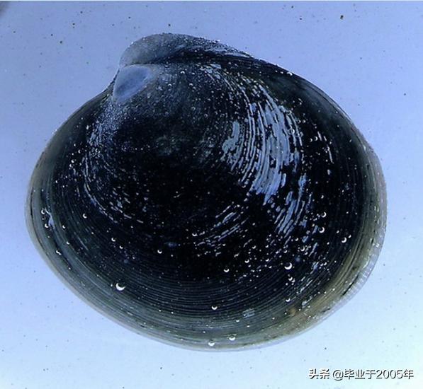 大连常见的海鲜美食都有哪些,大连海鲜吃货大全