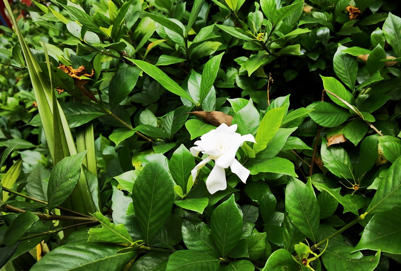 深秋峨眉风光好——「清音阁/金顶/红珠山温泉」三日行
