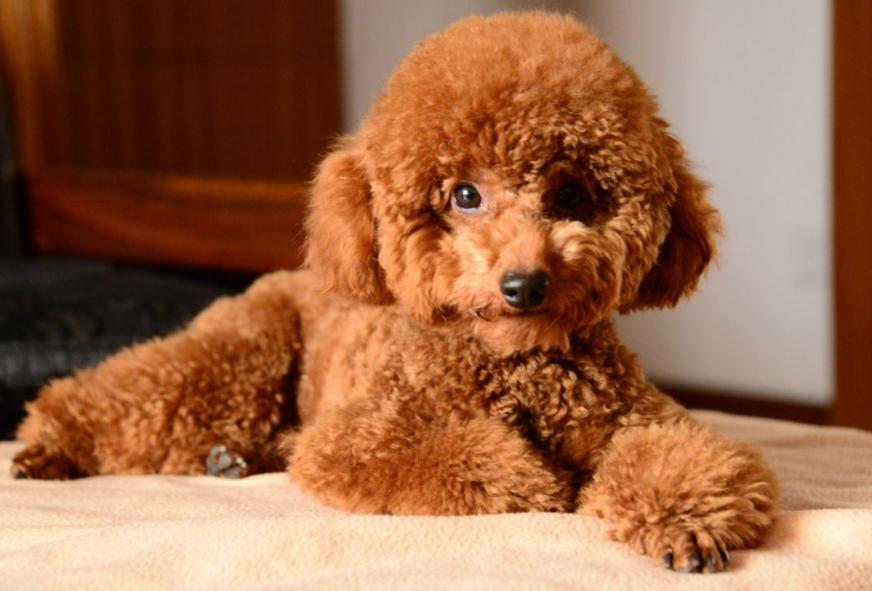 泰迪和贵宾犬有什么区别,贵宾犬和泰迪有什么区别