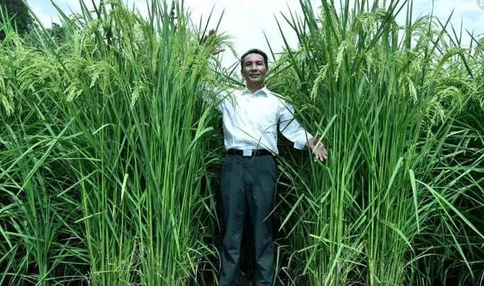 2米多高的巨型稻价格多少,巨型稻2000斤一亩是真的吗