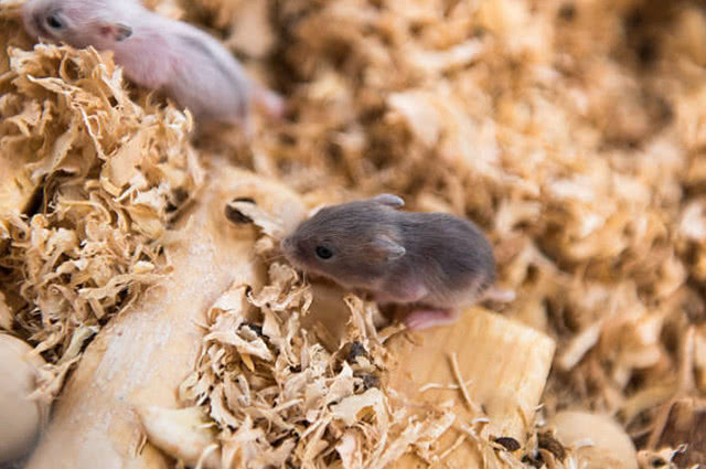 怎么防止仓鼠吃鼠宝宝,公仓鼠把母鼠宝宝吃了怎么办