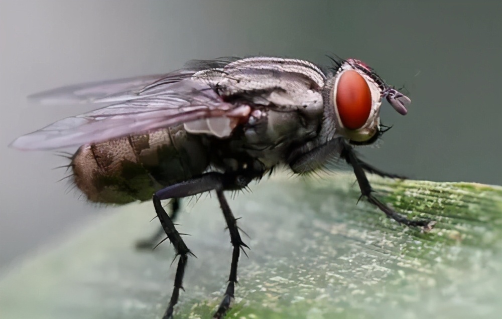 食堂苍蝇多怎么办生活小妙招,食堂苍蝇怎么处理才能彻底去除