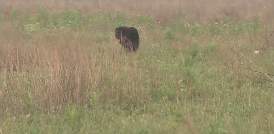 主人想把狗安乐死,主人选择抛弃狗狗
