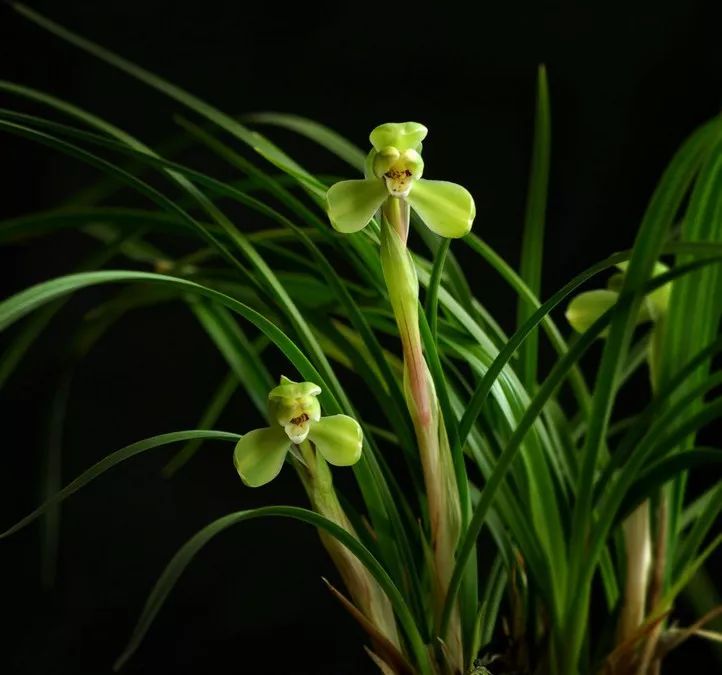 兰花猎人选兰从细节入手,一高兴说出了春兰看芽赌草的奥妙之处