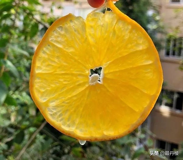 眉山盛产什么水果,眉山都有哪些水果