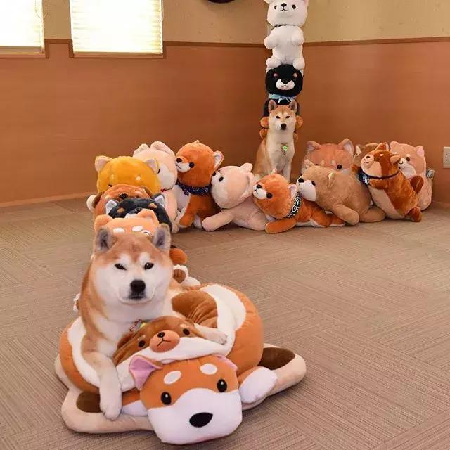 日本博主给两只柴犬买了几十只玩偶，变成大型实物版“连连看”…