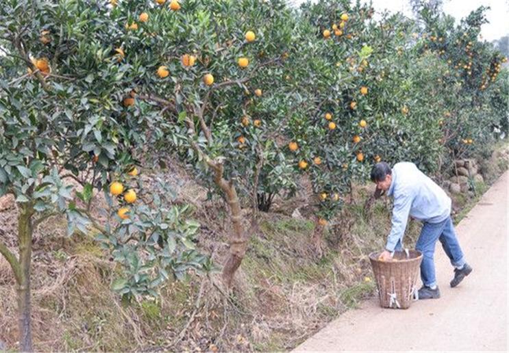 橙子的贮藏方法和管理方式,橙子如何防果蝇