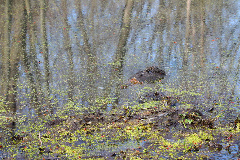 小山村池塘中放生鳄龟，多年以后成了神秘的存在