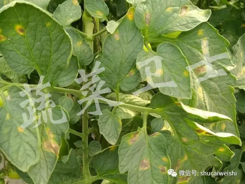 治番茄白粉病的药有哪些,番茄白粉病不想用药怎么办