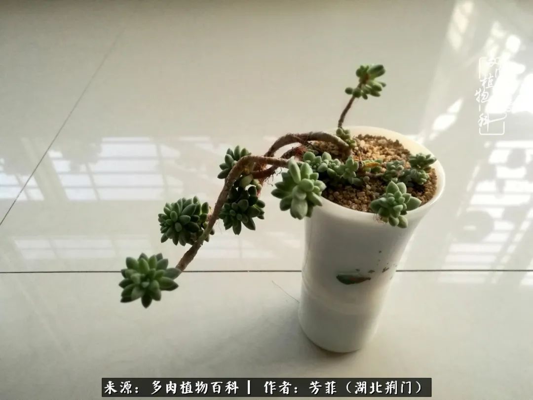 我的桃源：多肉之美，日甚一日，年胜一年