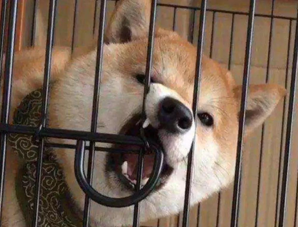 狗狗随地大小便如何惩罚,狗狗尿错了怎么惩罚它