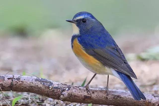 野生雀鹰的药效与作用,野生鸟内脏可以吃嘛