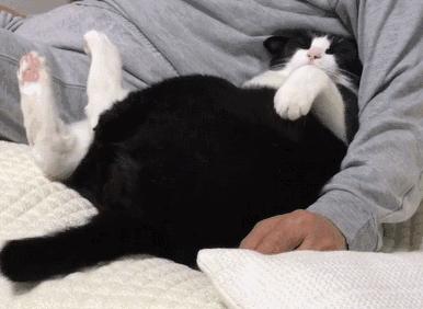 中华田园猫优点和缺点,中华田园猫有哪些品种