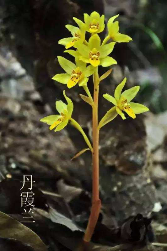 世界上最贵的兰花鬼兰图片,鬼兰最贵兰花