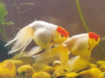 漂亮易养的金鱼有哪些名字,最好看的金鱼叫什么名字