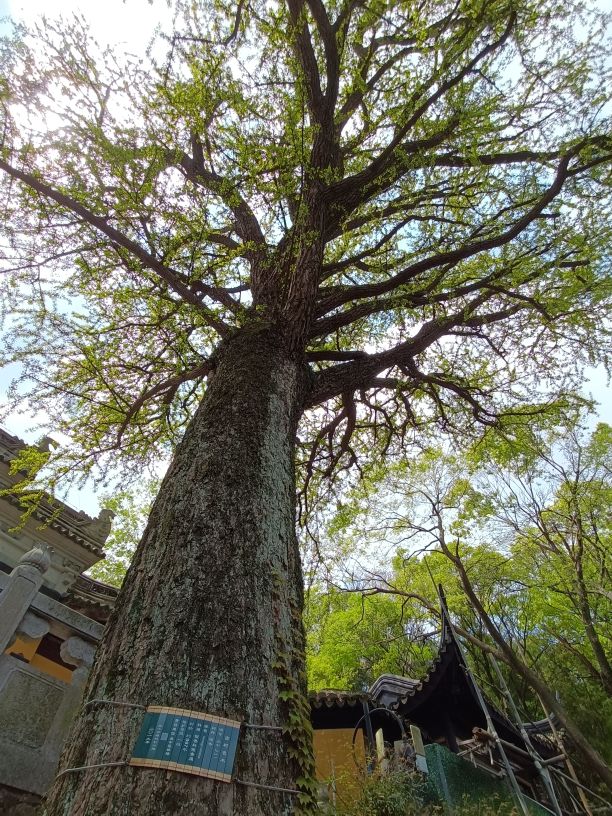 苏州第一高峰穹窿山,苏州最高的山穹窿在哪里