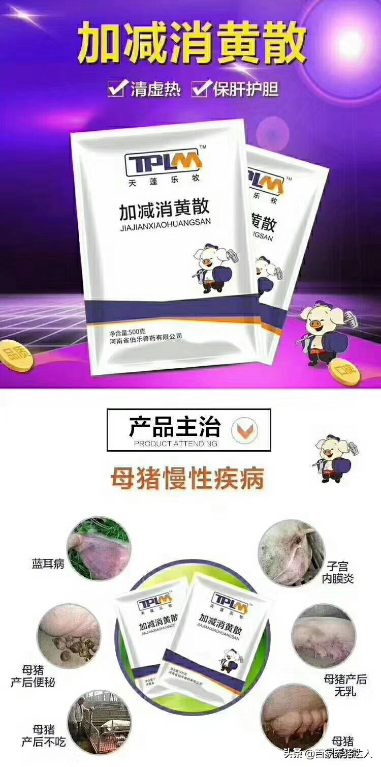 养猪人不容易大实话,夏天母猪常见几个疾病养猪人注意