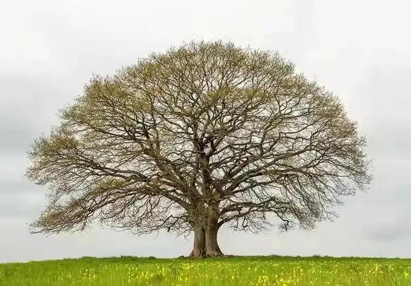 徐映珉||疏影映窗情思涌——品读刘光斌老师散文《好大一棵树》