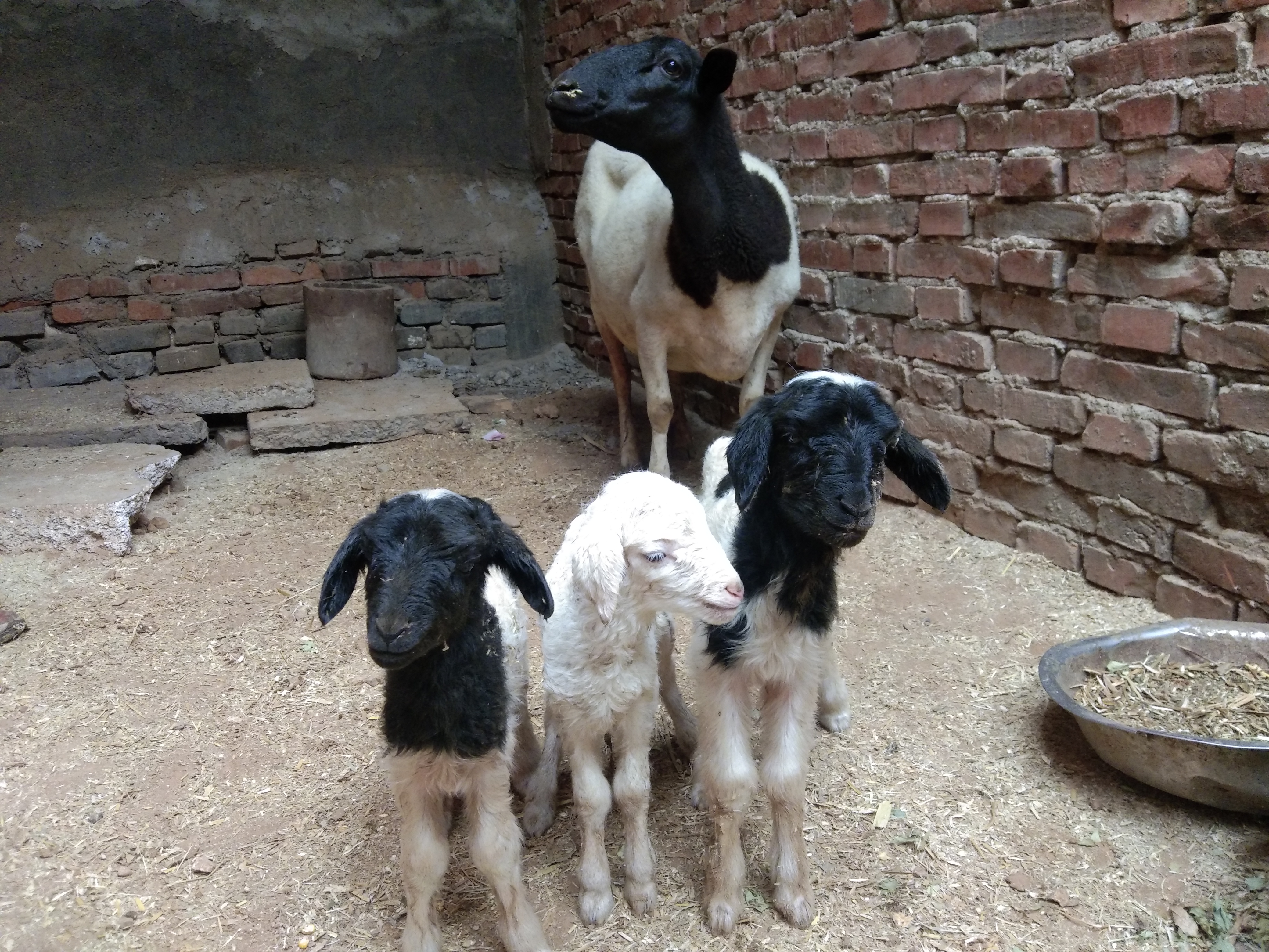 养羊技巧,养羊注意事项及预防方法