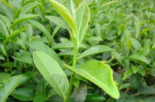 苏州碧螺春茶因为什么而著称,十大名茶之碧螺春