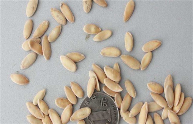 甜瓜育苗技术,甜瓜育苗需要什么肥料