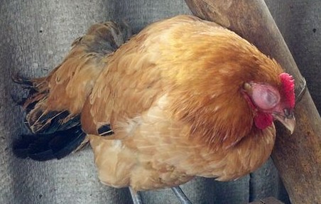 鸡眼肿流泪特效药有哪些，鸡眼肿流泪的原因