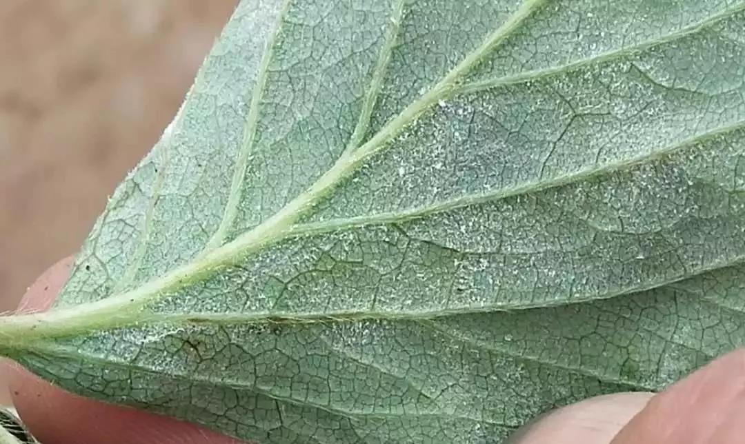 草莓育苗期炭疽病有哪些治疗药水,草莓炭疽病初期苗还可以治好吗