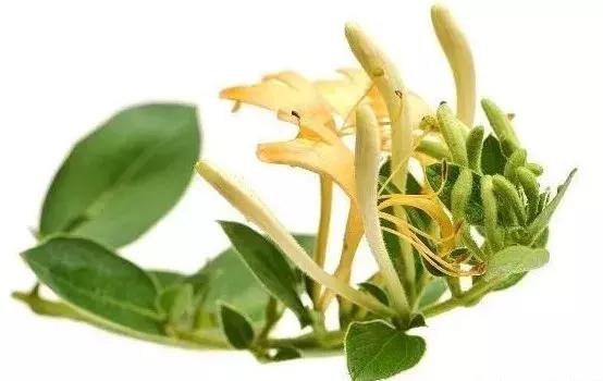 金银花蒲公英养鸡作用,金银花养鸡新模式