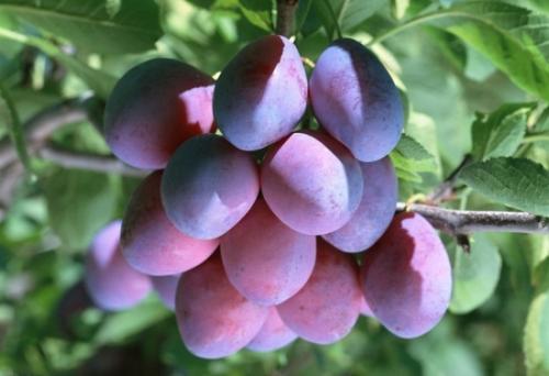 水果西梅的功效与作用禁忌,和西梅功效一样的水果