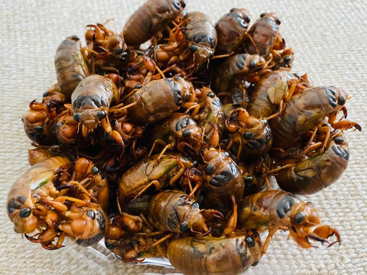 金蝉吃了有什么好处,金蝉到底能不能吃