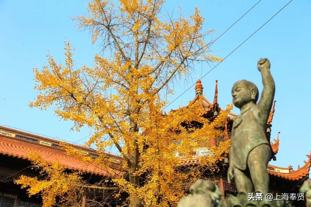 “秀木参天满目娆,落黄漫舞万千娇”二严寺600多年的雌雄古银杏,看了就移不开眼