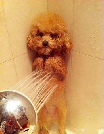 为什么狗狗不能经常洗澡,为什么狗狗讨厌洗澡的吹风机