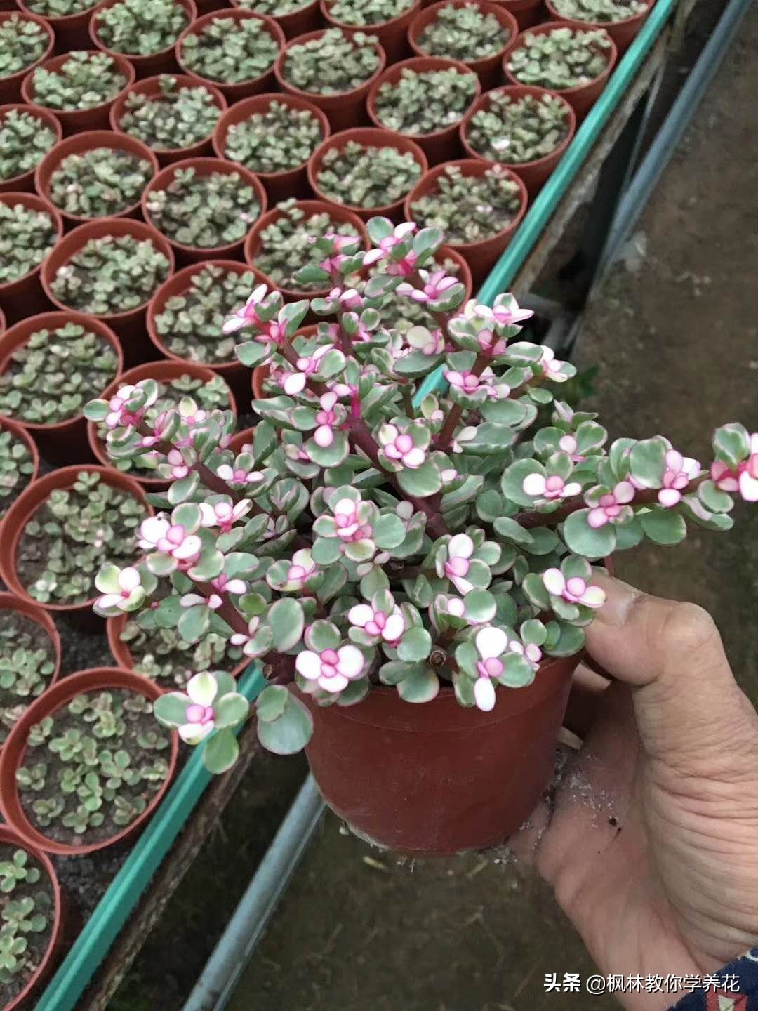 雅乐之舞怎样养叶片肥厚,雅乐之舞小苗怎么养才能长得快