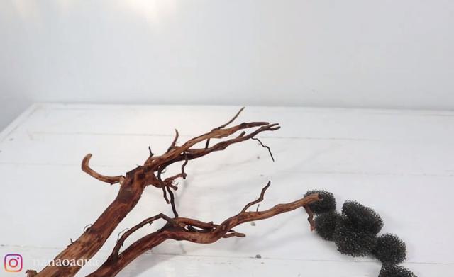 莫斯树到底好不好,莫斯树是什么