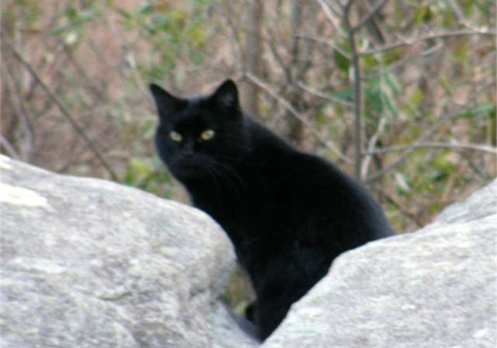 松鼠也会向人求救,求救方式也如此奇特,路人:你想碰瓷吗?