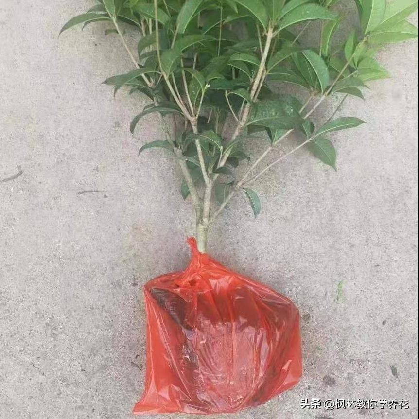 桂花树幼苗怎样栽培视频教程,桂花树的移栽方法和注意事项