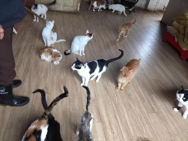 为什么那么多人提倡领养代替购买,看完你就了解了