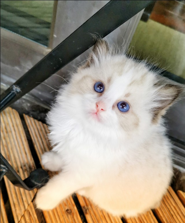 猫咪生孩子之前的征兆,猫咪生孩子前的征兆