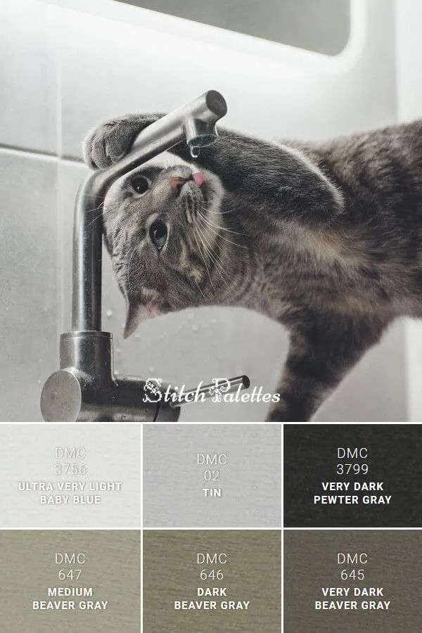 动物配色大全视频,配色的设计灵感