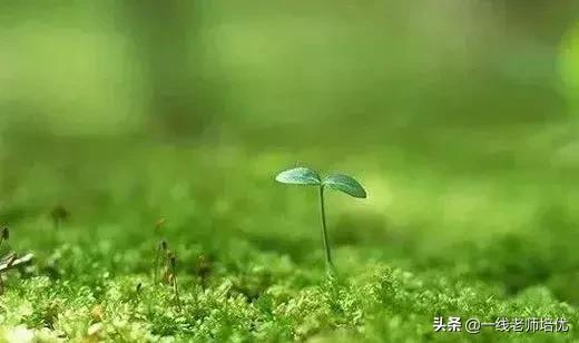 形容小花小草茂盛的好词好句,形容小草发芽的好句好段