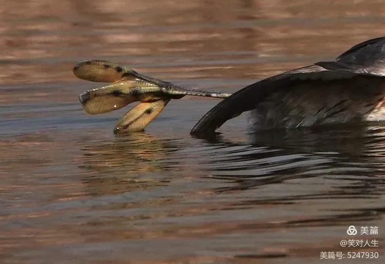 凤头鸊鷉粤语,斑头雁飞得最高的鸟