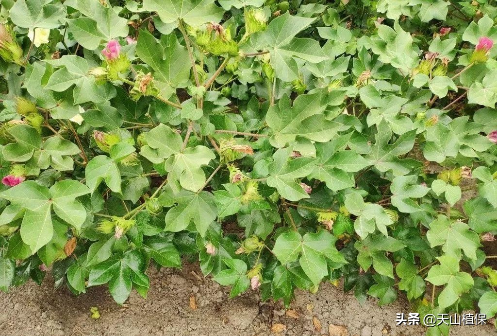 什么棉花种产量高,棉花高产量施肥技巧