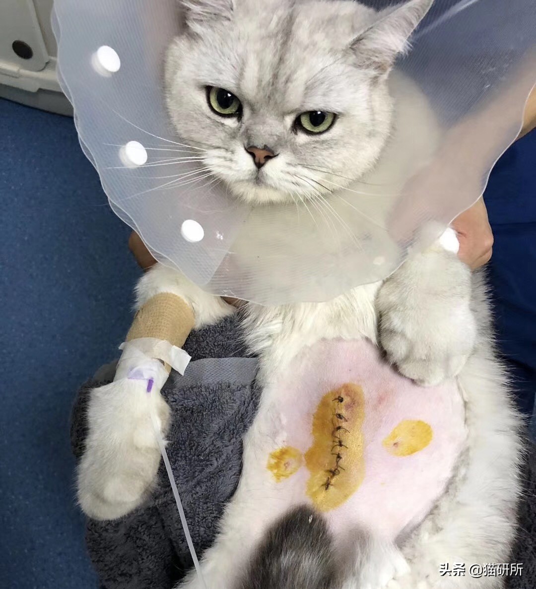 10张让人不寒而栗的图片,猫咪x光正常图片