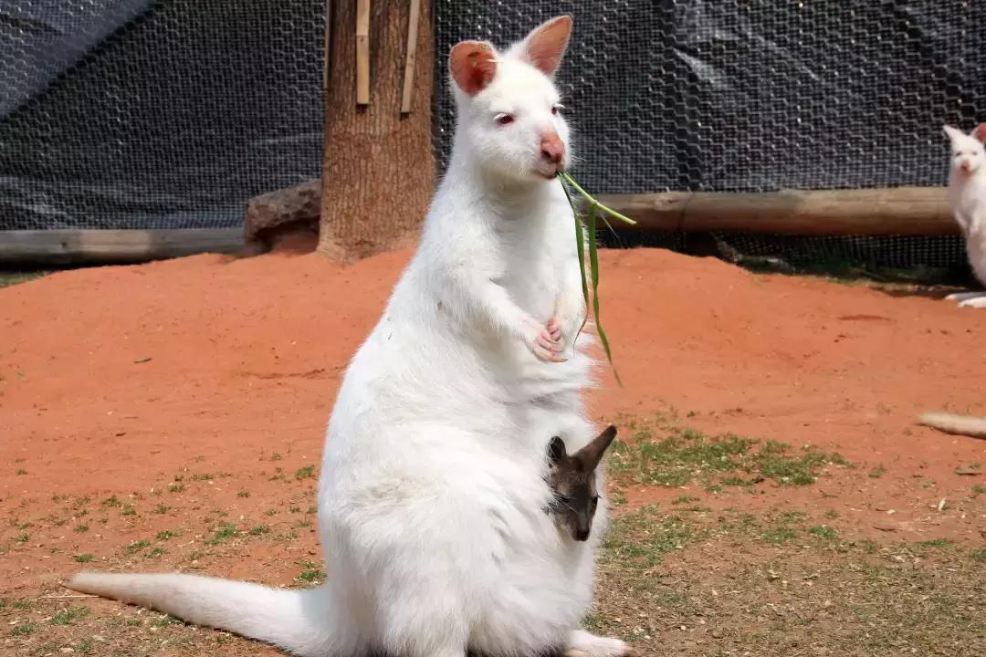 袋鼠界的“白雪公主”，近日找不到孩子他爸了……