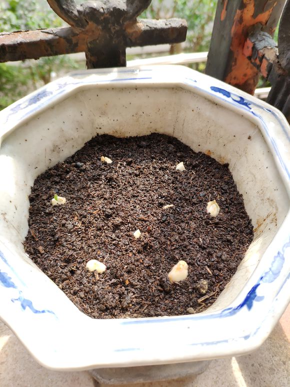 没去过荷兰?就养盆“国花”郁金香,一样享受异域美,比香水还香