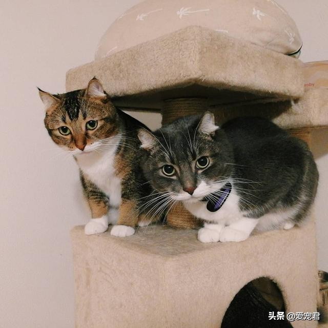 如何克服猫咪的紧张情绪,关于猫咪应激铲屎官应该了解一下