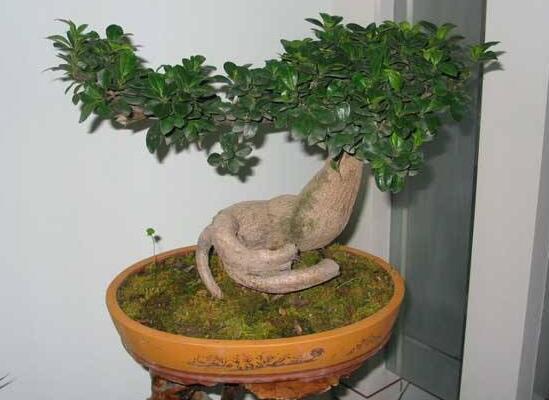 榕树盆景的养殖方法和技巧,小榕树盆景的养殖方法