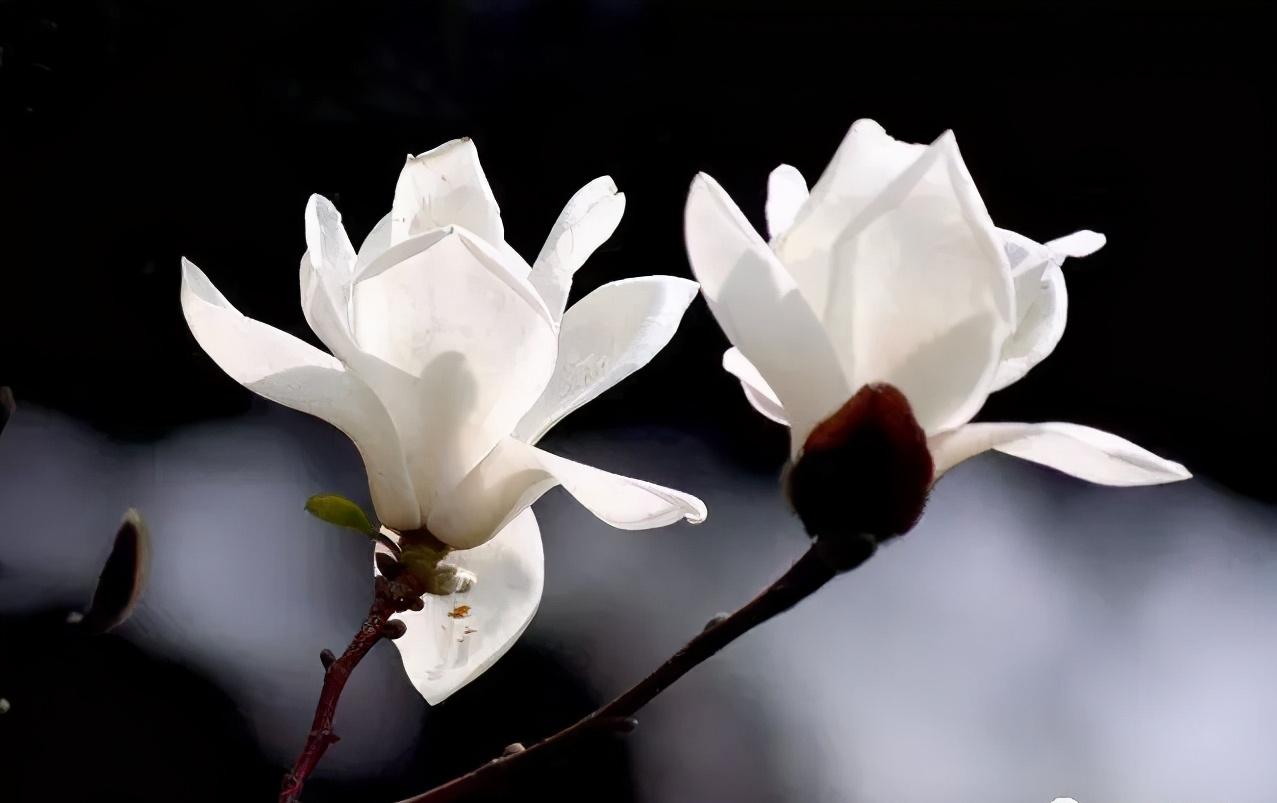 40种可以食用的鲜花,春季鲜花食谱